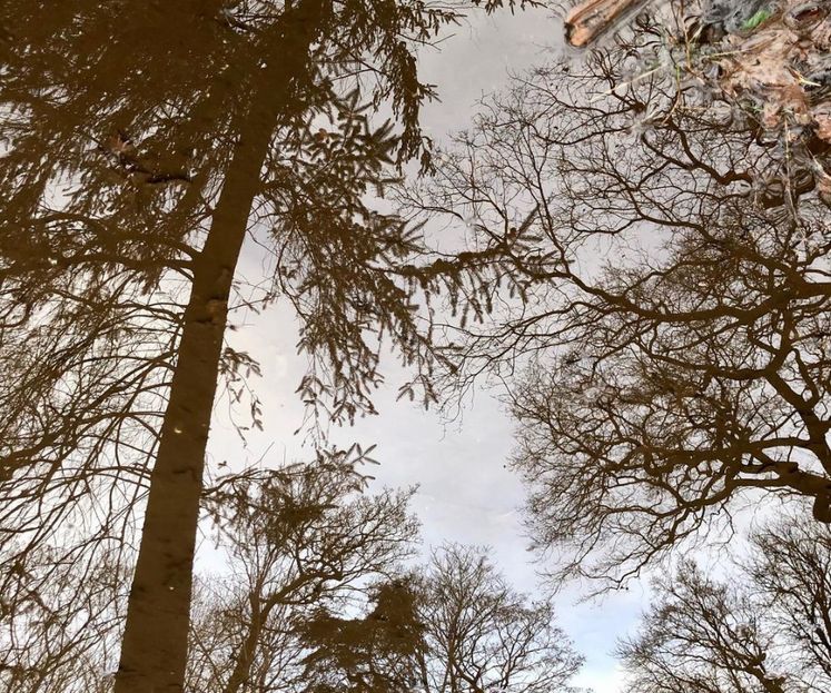 Slochterbos_spiegel_bomen